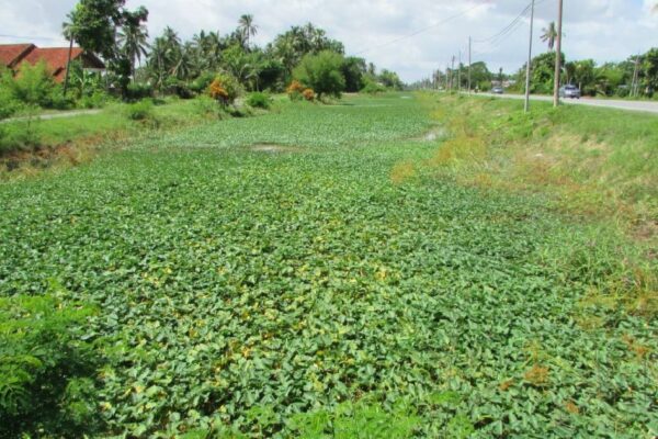 MADA DIGESA TANGANI MASALAH SALIRAN JEJAS 2,000 PETANI DI PERLIS, KEDAH – CAP