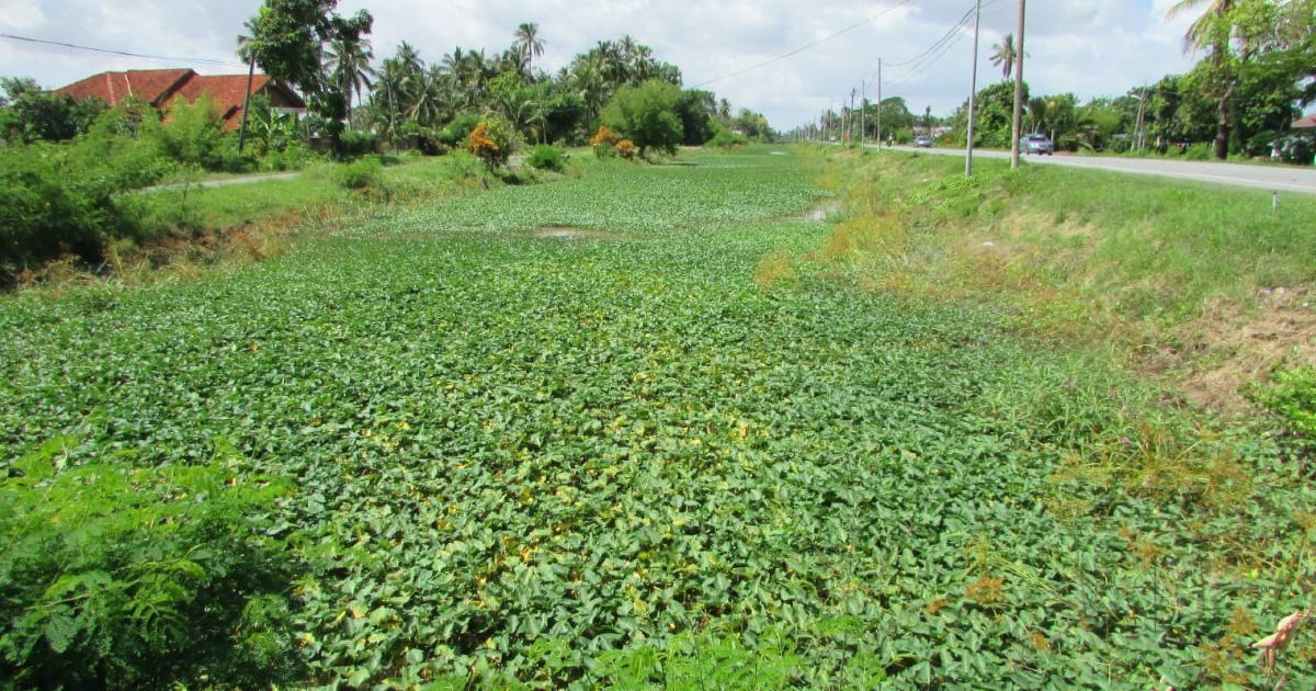 MADA DIGESA TANGANI MASALAH SALIRAN JEJAS 2,000 PETANI DI PERLIS, KEDAH – CAP