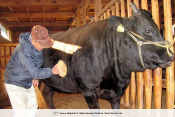 LEMBU ‘WAGYU’ TERJUAL HAMPIR RM1 JUTA