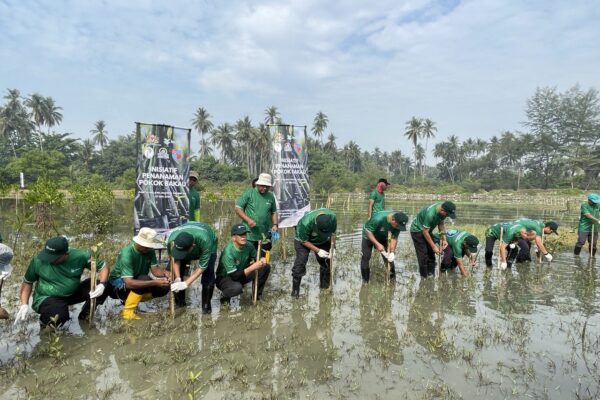 1000 POKOK BAKAU DITANAM DI PANTAI MELAWI