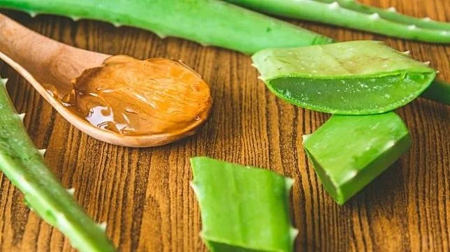 KHASIAT ALOE VERA PADA KULIT WAJAH