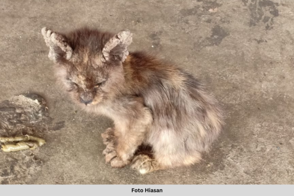 PENCINTA KUCING BERISIKO ALAMI JANGKITAN KURAP