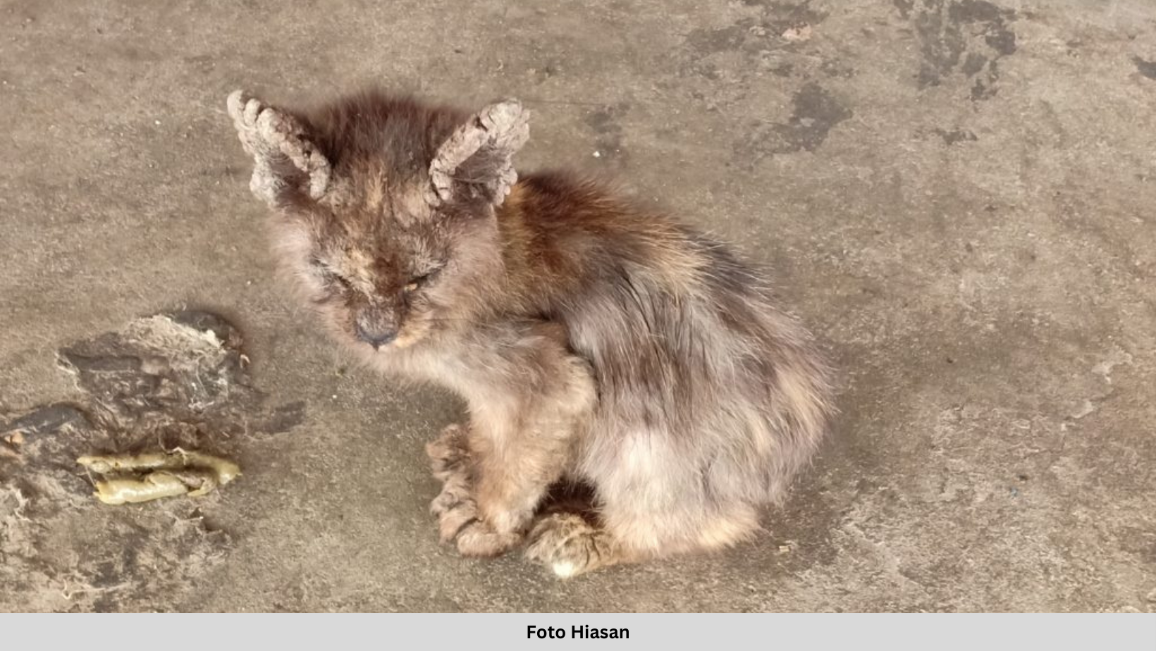 PENCINTA KUCING BERISIKO ALAMI JANGKITAN KURAP