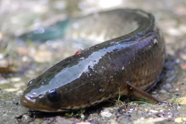 KHASIAT IKAN HARUAN UNTUK PENYEMBUHAN LUKA KHATAN