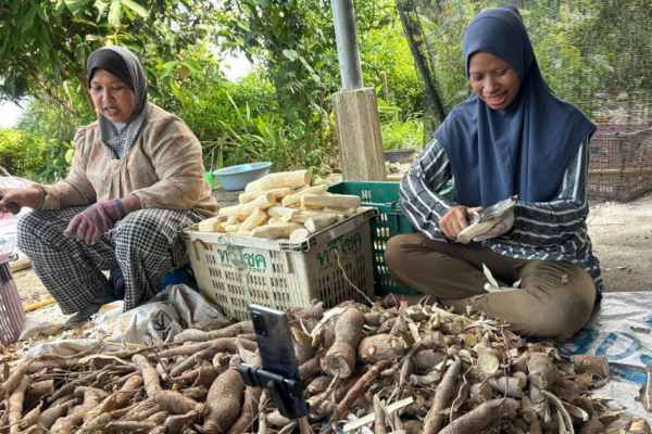 JUALAN DEBU UBI KAYU LARIS SEPANJANG MUSIM TENGKUJUH