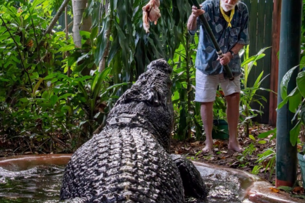 BUAYA TERBESAR DALAM KURUNGAN DI DUNIA MATI PADA USIA LEBIH 110 TAHUN